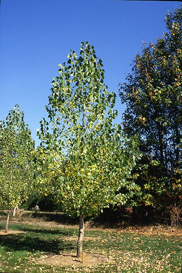 Narrowleaf Cottonwood 5'
