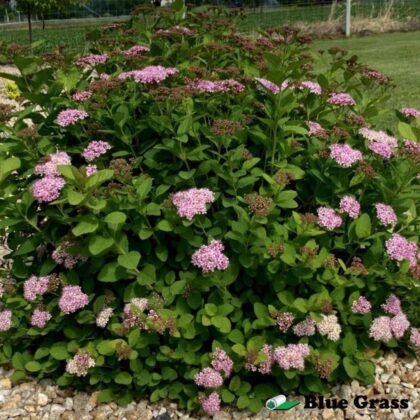 Spiraea First Editions®Pink Sparkler™PP27933   Ct  #2