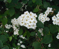 Renaissance Spirea #2 Shrub