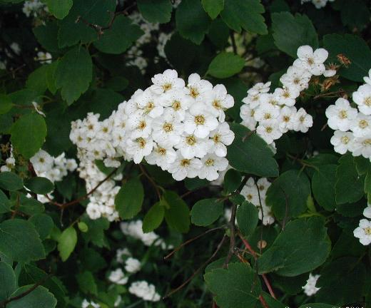 Renaissance Spirea #2 Shrub