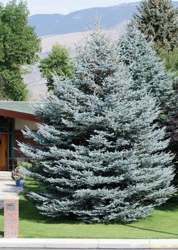 Fat Albert Spruce #25 6'