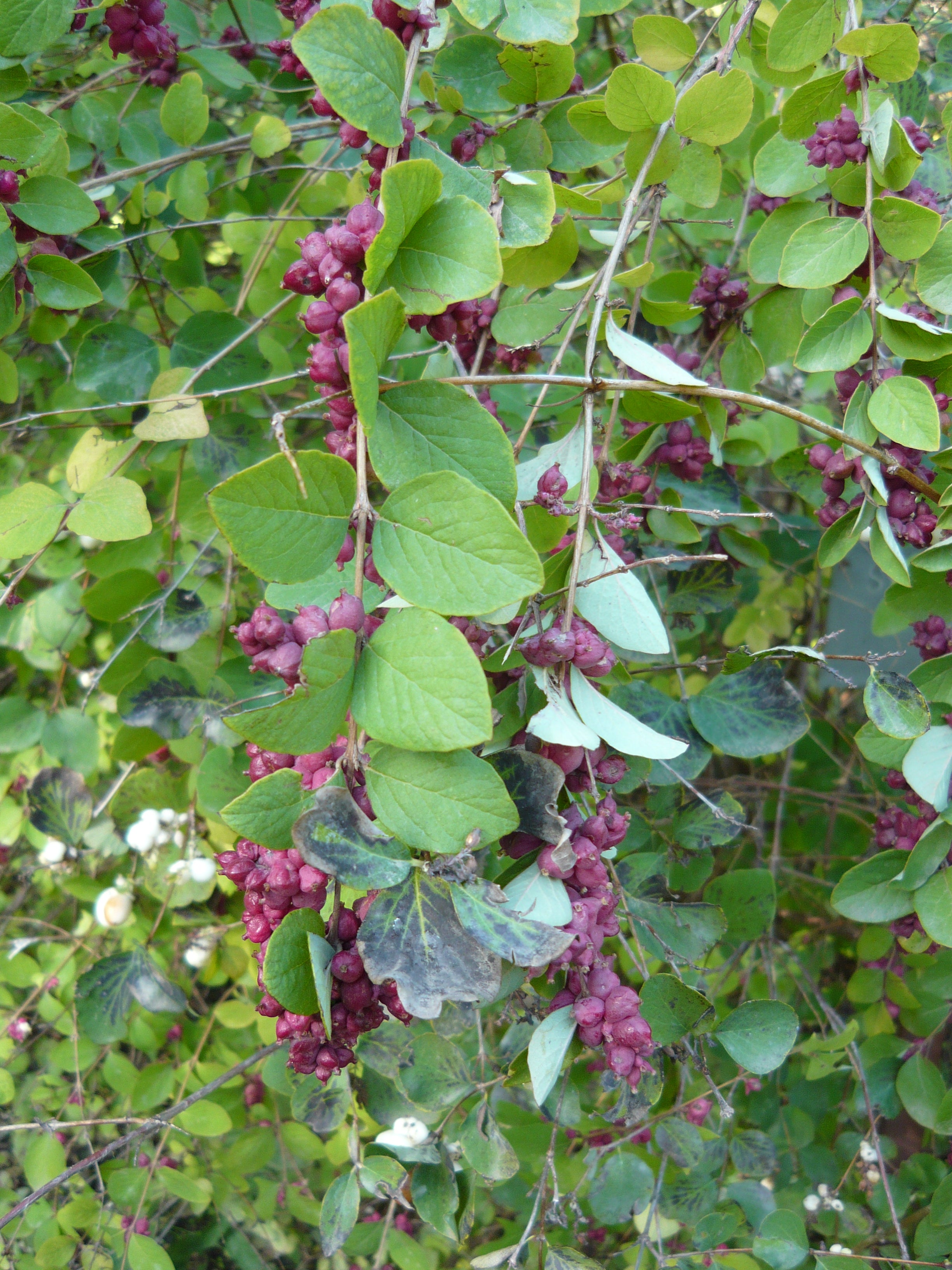 Indian Currant Coralberry #2 Shrub