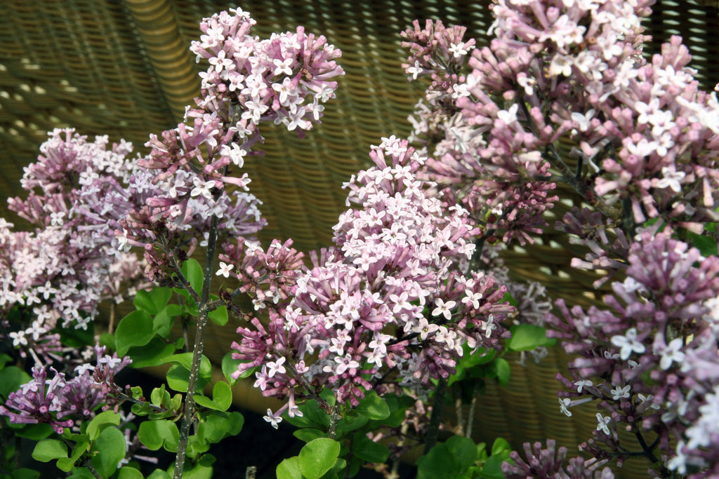 Dwarf Korean Lilac #2 Shrub