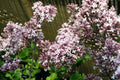 Dwarf Korean Lilac #2 Shrub
