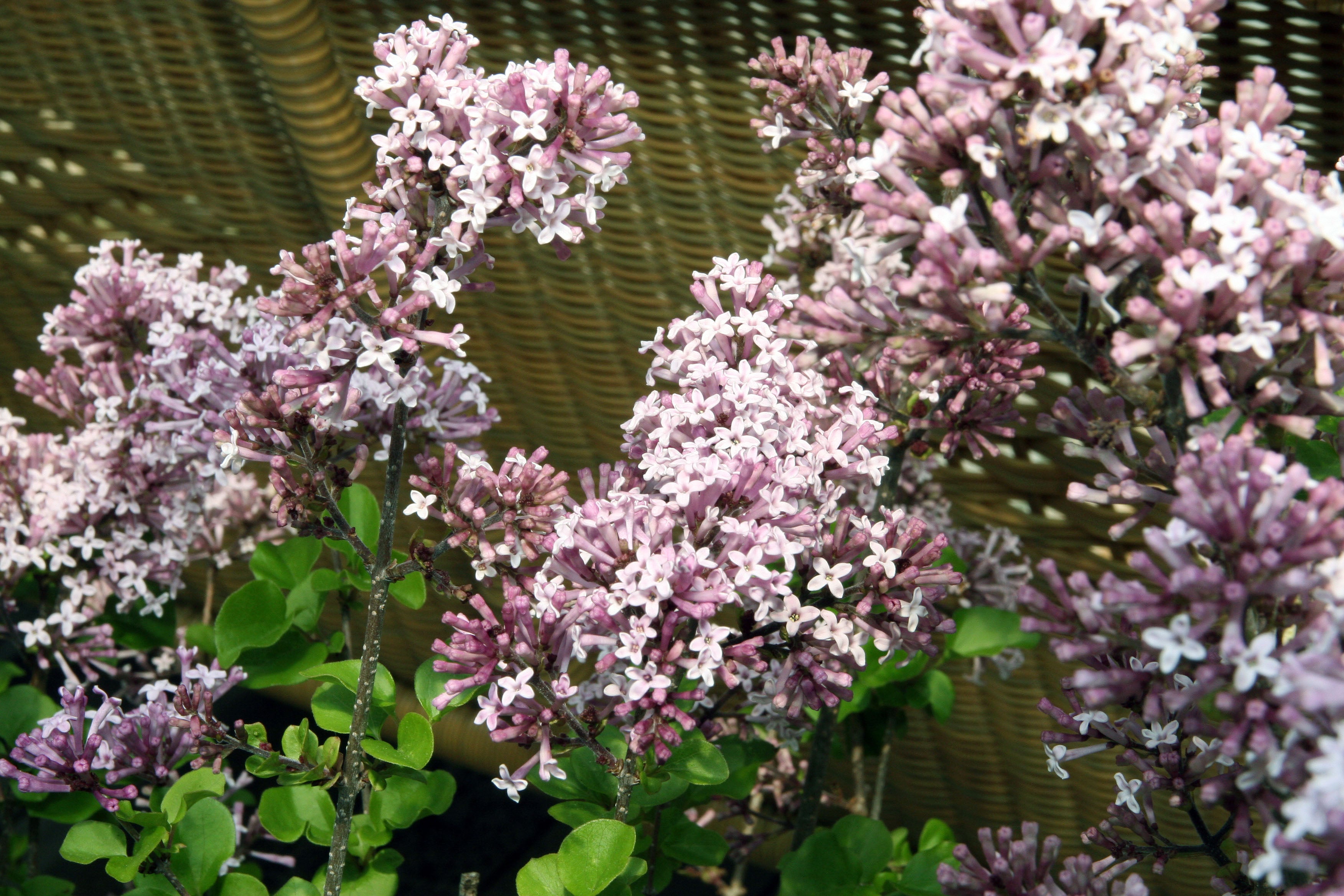 Dwarf Korean Lilac #2 Shrub