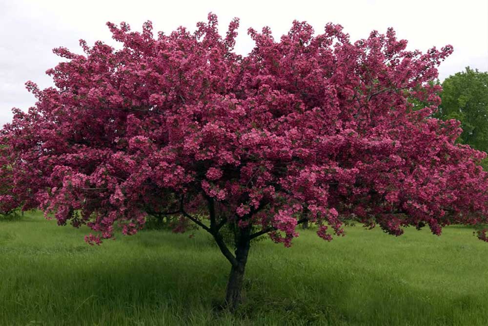 Thunderchild Crabapple