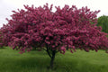 Thunderchild Crabapple