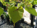 Greenspire® Linden #7 3/4"