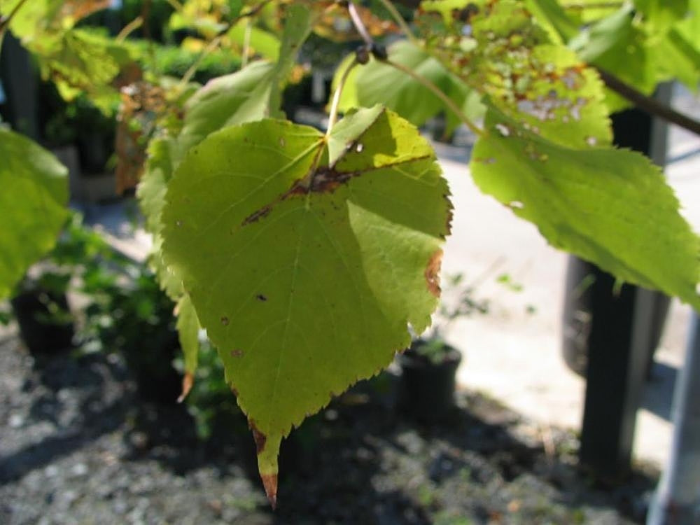 Greenspire® Linden #7 3/4"
