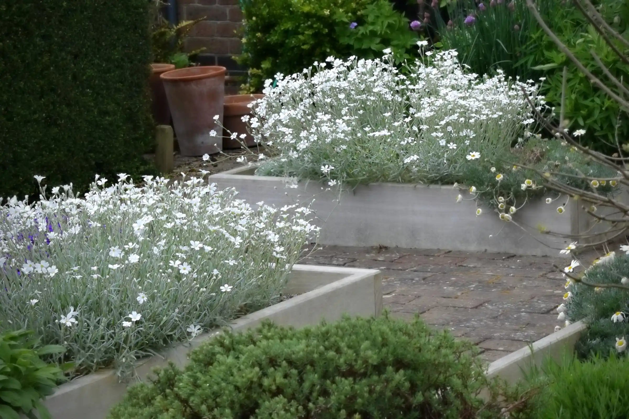 Snow in Summer, Cerastium tomentosum