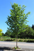 New Harmony Elm #5