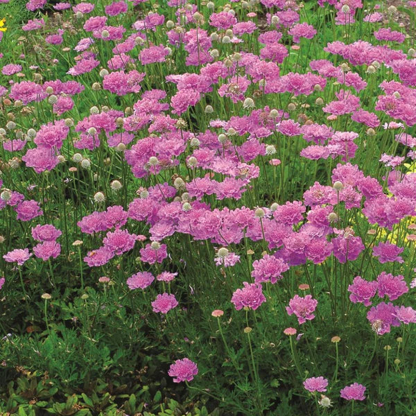 Pincushion Flower, Pink Mist #1