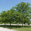 Skyline Honeylocust