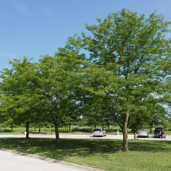 Skyline Honeylocust