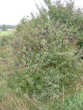 Cheyenne Privet #2 Shrub
