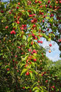 Newport Flowering Plum VC #10 1½"