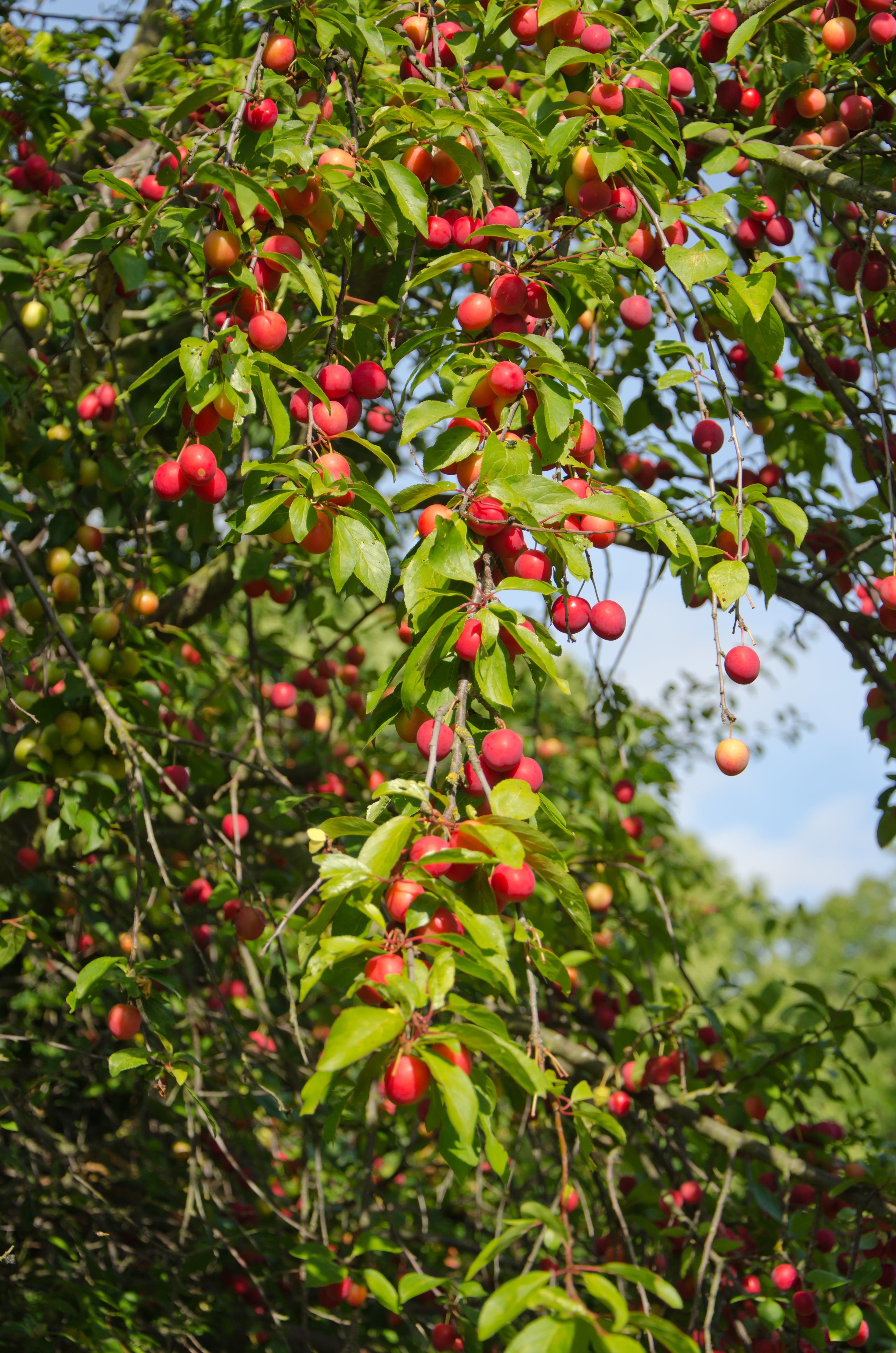 Newport Flowering Plum VC #10 1½"
