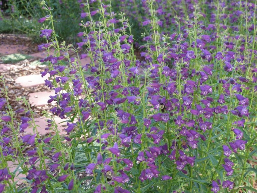Penstemon, Pike's peak purple