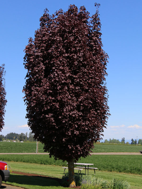 Crimson Sentry Maple (Acer platanoides 'Crimson Sentry')
