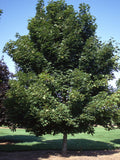 Emerald Queen™ Maple (Acer platanoides 'Emerald Queen')