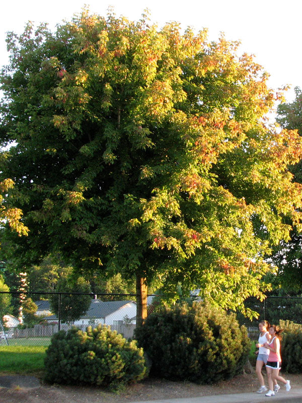 Sensation Box Elder (Acer negundo 'Sensation')
