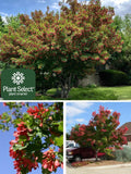 Hot Wings® Tatarian Maple (Acer tataricum 'GarAnn' PP15023)