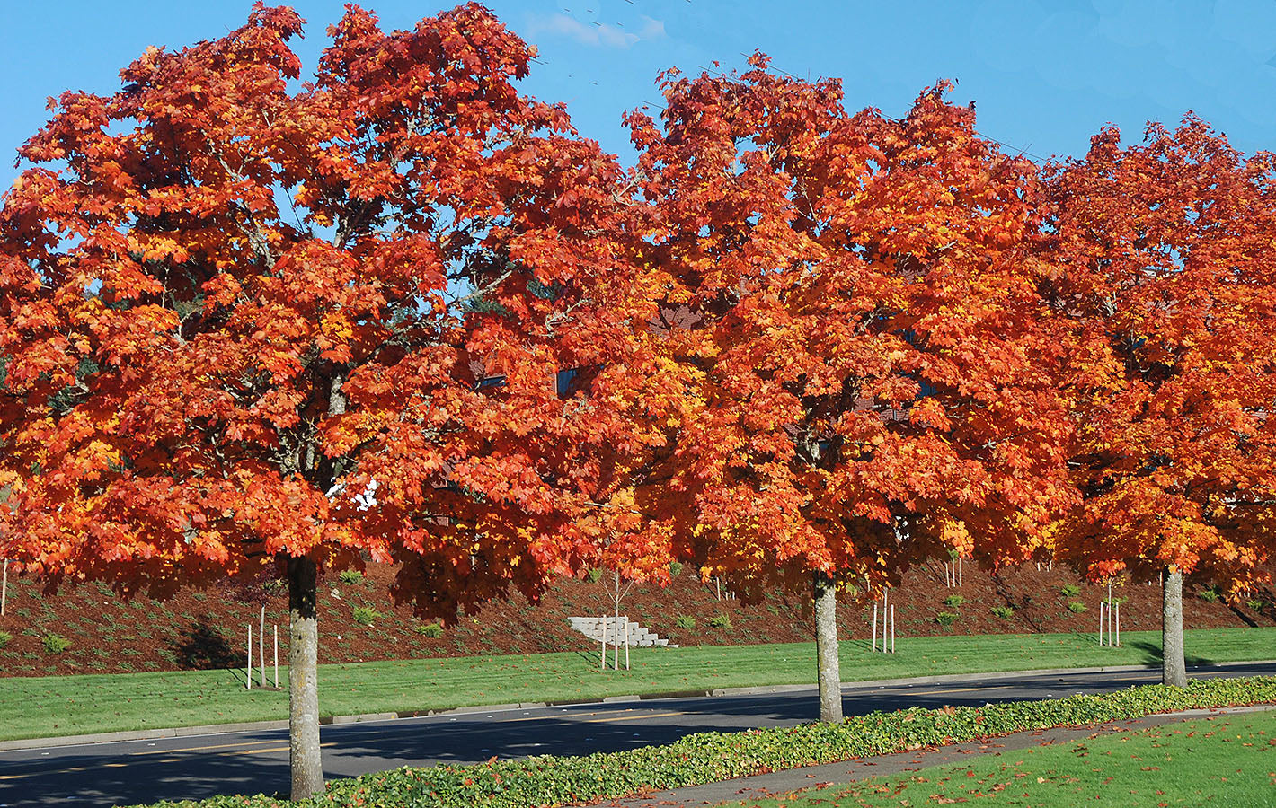 Deborah Acer Maple #15 1.5"