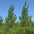 Siouxland poplar #10