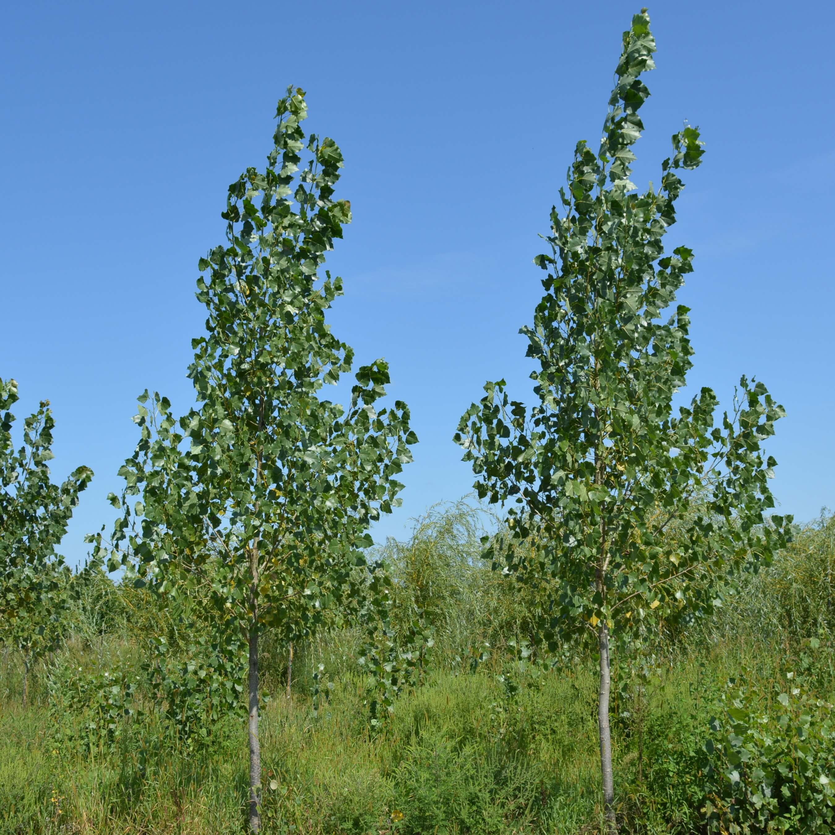 Siouxland poplar #10