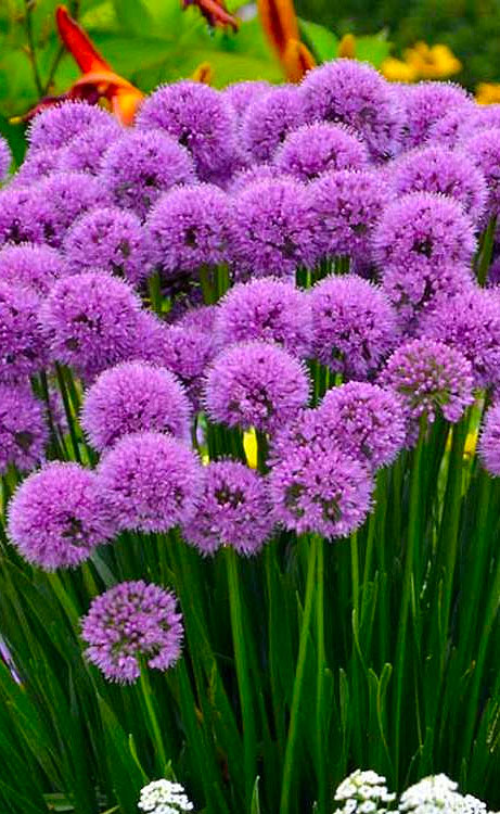 Allium Millenium Ornamental Onion-purple, #1