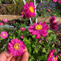 Anemone, Pamina Japanese