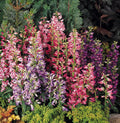 Penstemon, Rondo mix #1