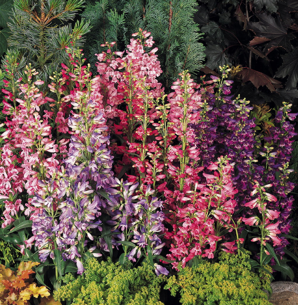 Penstemon, Rondo mix #1