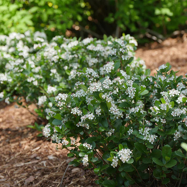 Low Scape Mound, Aronia mel, #2