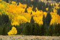 Quaking Aspen (Populus tremuloides)