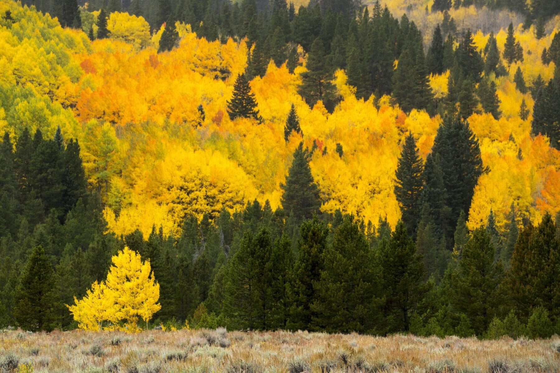 Quaking Aspen (Populus tremuloides)
