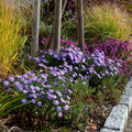 Aster Wood's Blue