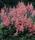 Astilbe, False Spirea, pink #1