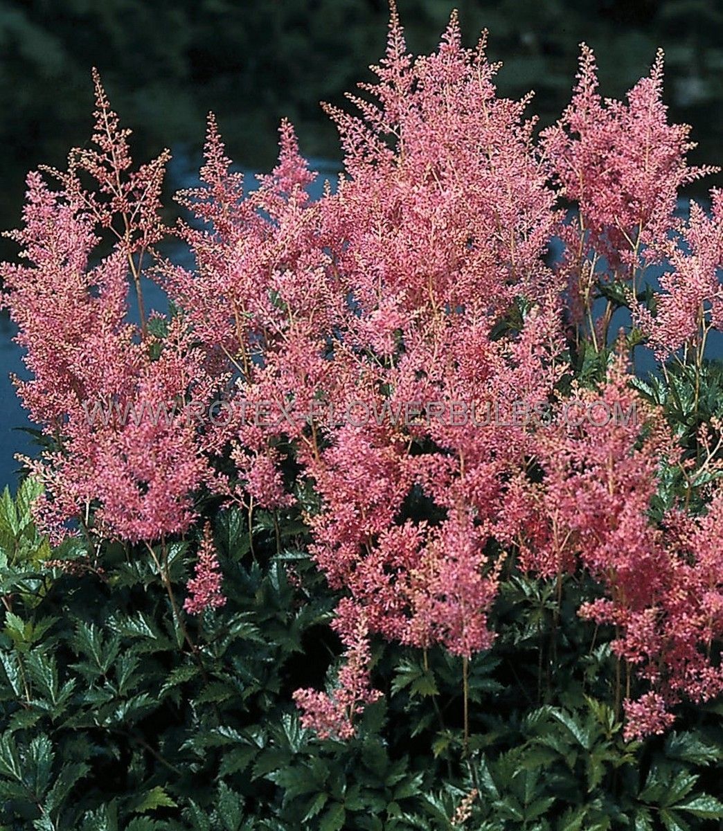 Astilbe, False Spirea, pink #1