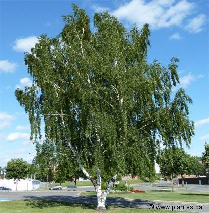 Birch, weeping cutleaf  #5
