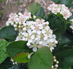 Chokeberry, Autumn Magic #2
