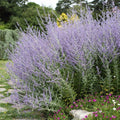 Russian Sage, Blue Butterflies