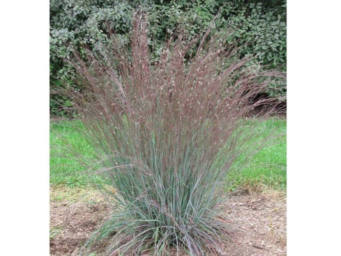 Schiz sco Blue Heaven® Lit Bluestem PP17310   Ct  #1