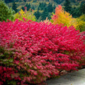 Dwarf Burning Bush (Euonymus alatus 'Compactus')