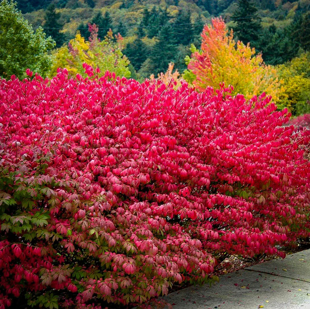 Dwarf Burning Bush (Euonymus alatus 'Compactus')