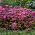 Sedum, Fulda Glow Stonecrop