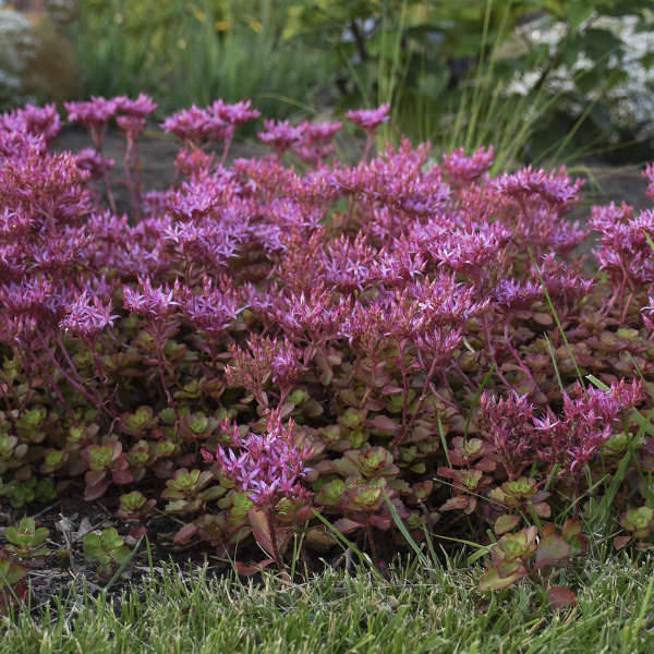 Sedum, Fulda Glow Stonecrop