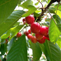 Montmorency Cherry #5