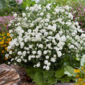 Yarrow, Marshmallow white, #1