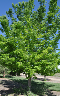 Common Hackberry #15 1.5"